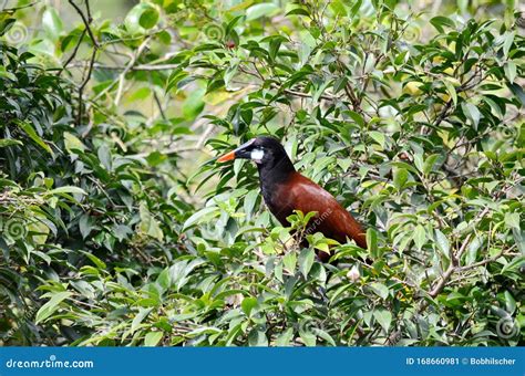 Montezuma Oropendola One Of Costa Rica S Most Iconic Bird Species Stock