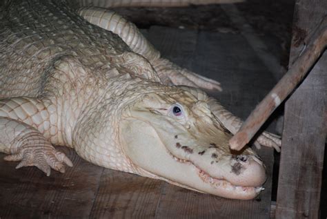 White American Alligator Zoochat