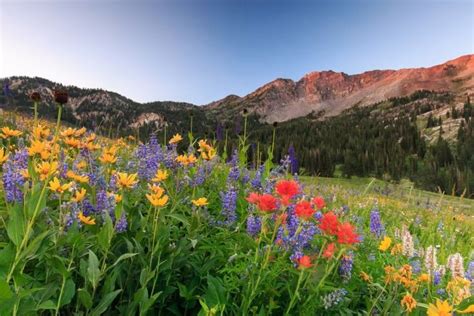 Plant Life Of The Rocky Mountains See You In The Mountains Places