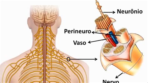 Tecido Nervoso Youtube