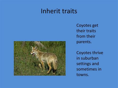 Ppt Coyote Powerpoint Presentation Free Download Id2845946