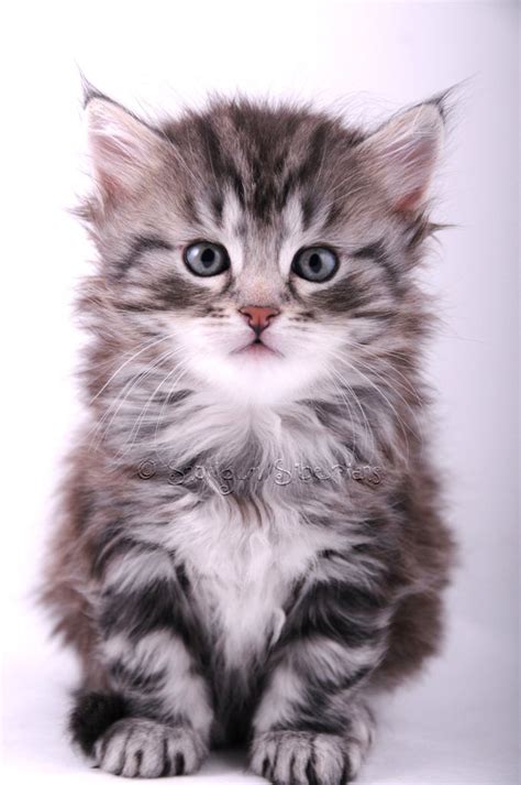 24 Siberian Cat Kitten Black Furry Kittens