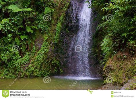 Waterfall In Martinique Caribbean Stock Photo Image Of Plants