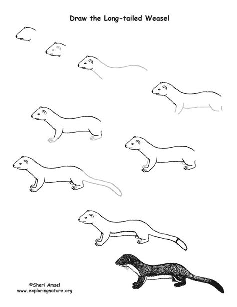 Weasel Long Tailed Drawing Lesson