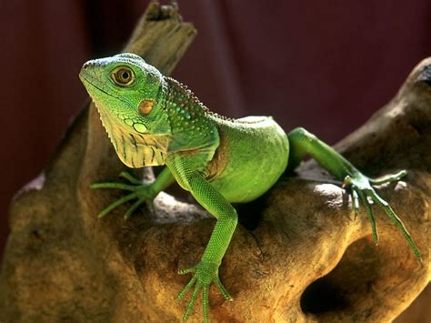 Facts About Reptiles Science Edus Note