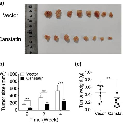 Canstatin Overexpression Inhibits Xenograft Tumor Growth In Nude Mice