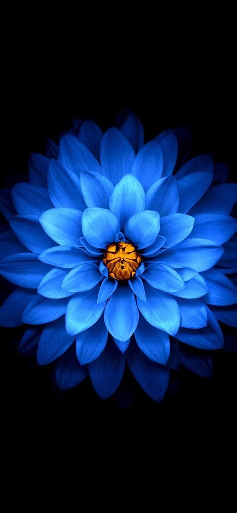 Blue Petals Flower Black Background Iphone 8 7 6 6s Hd Phone Wallpaper