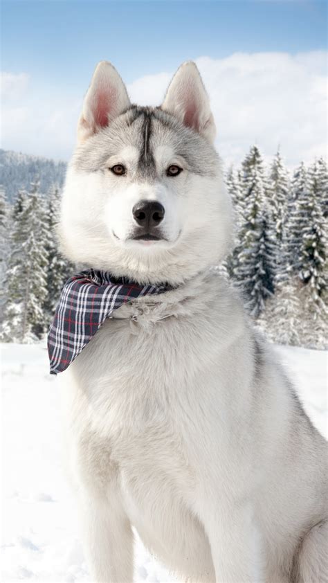 Wallpaper Huskies Dog Puppy Snow Forest Winter White Animal Pet