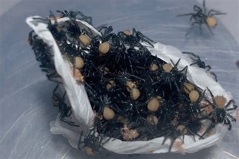 Hundreds Of Deadly Spiders Hatch In ‘creepy Video 4bc
