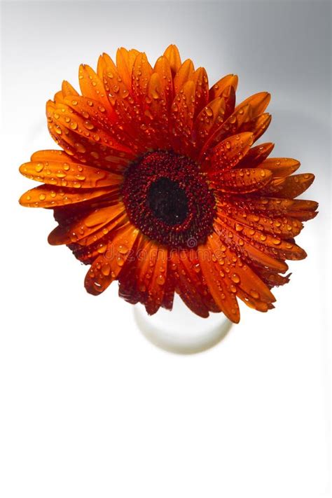 Orange Gerbera With Water Drops On A White Background Stock Photo