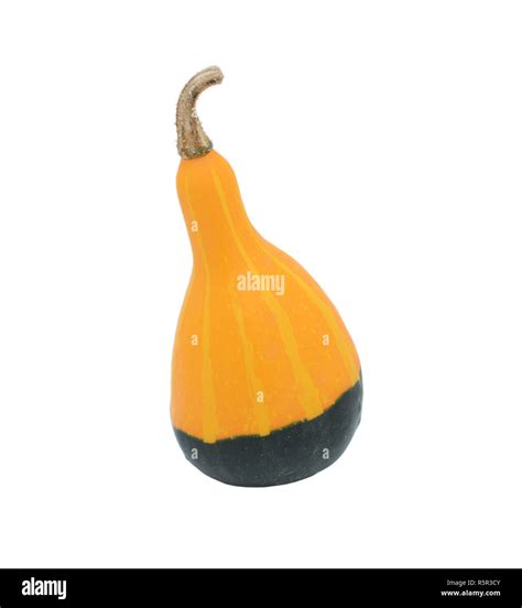 Smooth Pear Shaped Orange And Green Ornamental Gourd Stock Photo Alamy