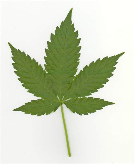 Herb Leaf Photo File 1517720