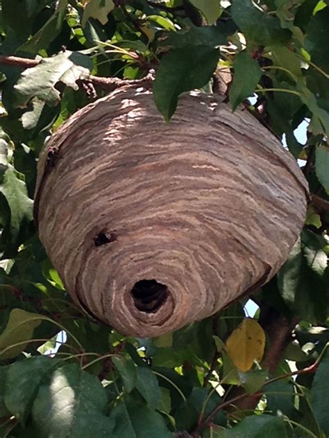 Paper Wasp Nest Spotted Near Downtown Post Office