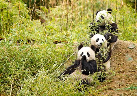 Hidden Unseen Cute Giant Pandas At Sichuan