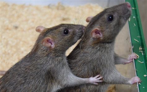 Rats Help Each Other Out Just As Humans Do