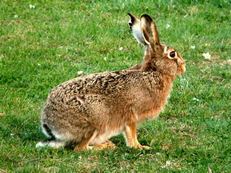 Brown Hare A Guide To Irelands Protected Habitats And Species