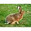 Brown Hare – A Guide To Irelands Protected Habitats & Species