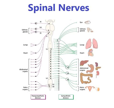 What Is Nerves Types Of Nerves तंत्रिकाओं के प्रकार
