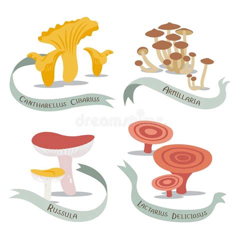 Vignette with mushrooms stock vector. Illustration of outline - 18495715