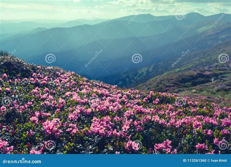 Magic Pink Rhododendron Stock Photo Image Of Rhododendron 113261360
