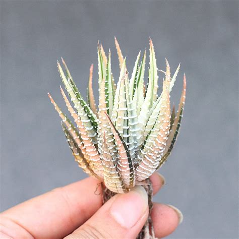 Real Live Succulent Cactus Plant Haworthia Attenuata F Albovariegat