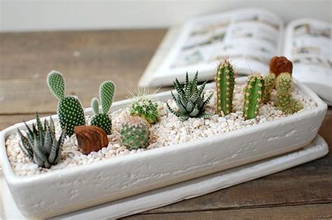20 Stylish Cactus Decor Ideas For Home Cactus Arrangement Small