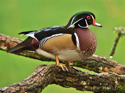 Wood Duck Facts Wood Duck Habitat And Diet