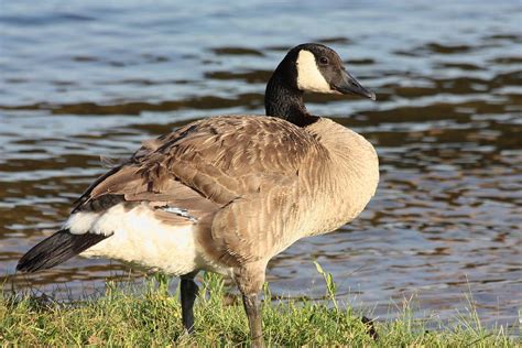 Canada Goose Standing At Waters Edge Photograph By Sheila Brown Fine