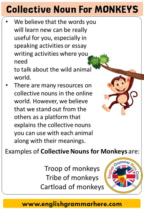 Collective Noun For Monkeys Collective Nouns List Monkeys English