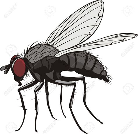 Fly Insect Clipart 20 Free Cliparts Download Images On Clipground 2023