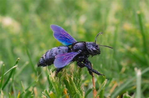 How To Get Rid Of Carpenter Bees A Comprehensive Guide Pestfree Nests