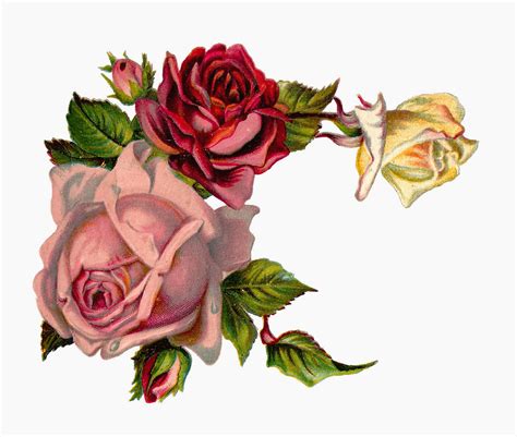 Antique Images Free Digital Flower Pink Rose Corner Design Graphic