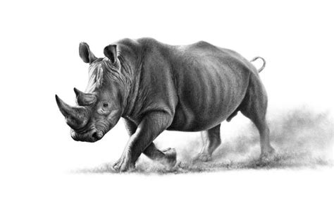 Richard Symonds Wildlife Artist Official Website Rhino Art Wildlife