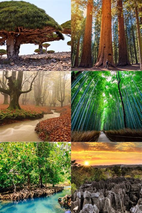 20 Beautiful Forests Around The World That Show The Power Of Mother