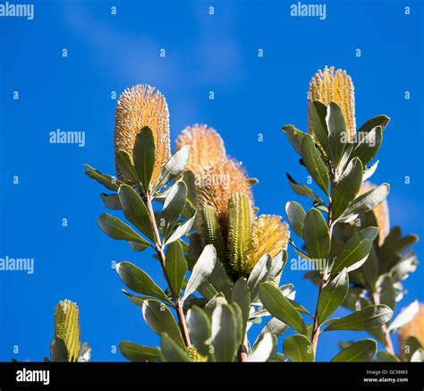 Yellow Flower Cones Of Australian Banksia Littoralis Swamp Banksia