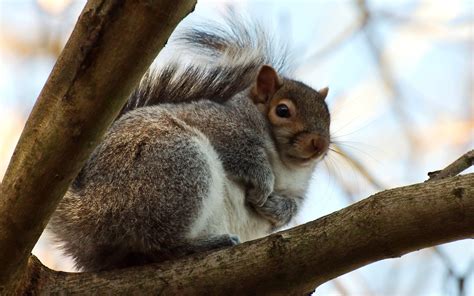Animals Nature Squirrel Branch Wildlife Whiskers Rodent Fauna