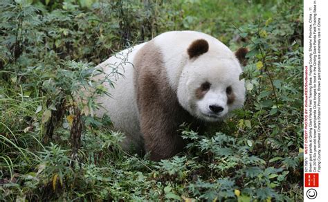 Cute Brown Panda Is Bullied By Other Bears For His Light Fur In China