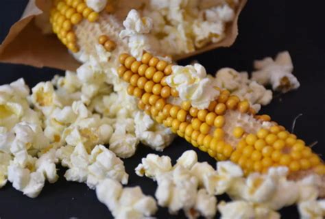 Popping Corn On The Cob Pearl Farmers Market Fruitful Hill Farm