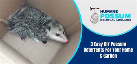 3 Easy Diy Possum Deterrents For Your Home And Garden Humane Possum