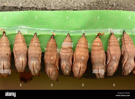 Butterfly Cocoons In The Emerging Window Stock Photo Alamy