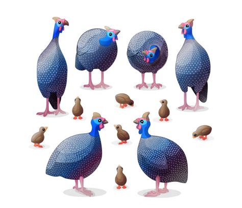Guinea Fowl Cartoons Illustrations Royalty Free Vector Graphics And Clip