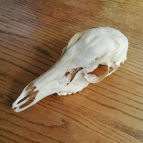 Doe Whitetail Deer Skull Etsy Deer Skulls Whitetail Deer Bone Jewelry