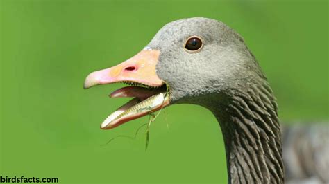 Duck Teeth Discover The Unusual Secret