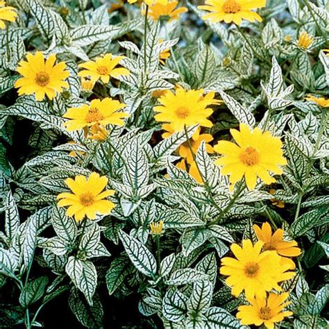Morning or afternoon shade may cause the flowers to stay closed for a portion of the day and may cause the plants to grow lanky, exceeding their normal height of 6 to 10 inches. Heliopsis Loraine Sunshine in 2020 | Partial sun ...