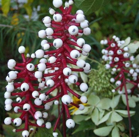 White Baneberry Or Dolls Eyes Acted Pachypoda Floral Nature