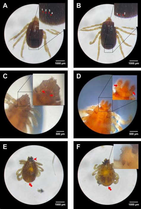 Specimens Of Rhipicephalus Microplus Clade A Ticks Exhibiting