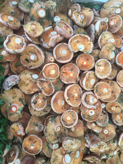 Pin De Anna Perry En Mushrooms