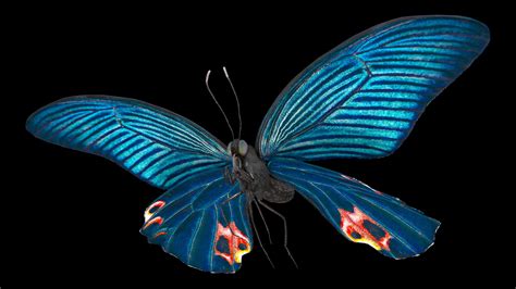 Animated Papilio Protenor Butterfly Male Flapping Wings Fur Rigged 3d Model 169 Max Free3d