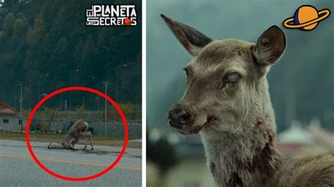 THE ZOMBIE DEER DISEASE IS REALLY THERE? - YouTube