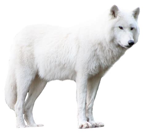 Maybe you would like to learn more about one of these? Wolf PNG Transparent Image - PngPix
